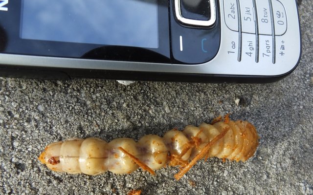 Die vyeboom boorinsek in sy larwe-stadium